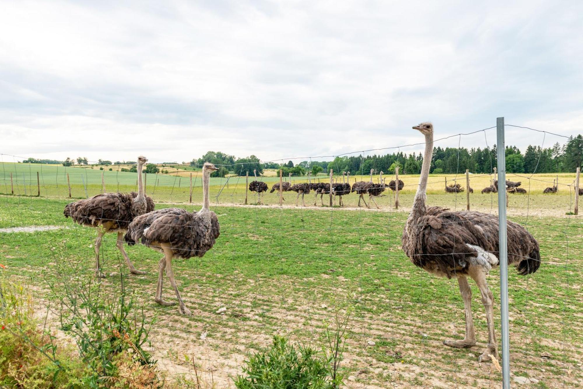 Beutenmuehle Straussenfarm Dach Owingen Esterno foto
