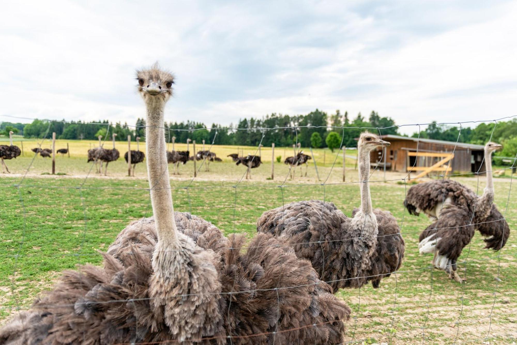 Beutenmuehle Straussenfarm Dach Owingen Esterno foto