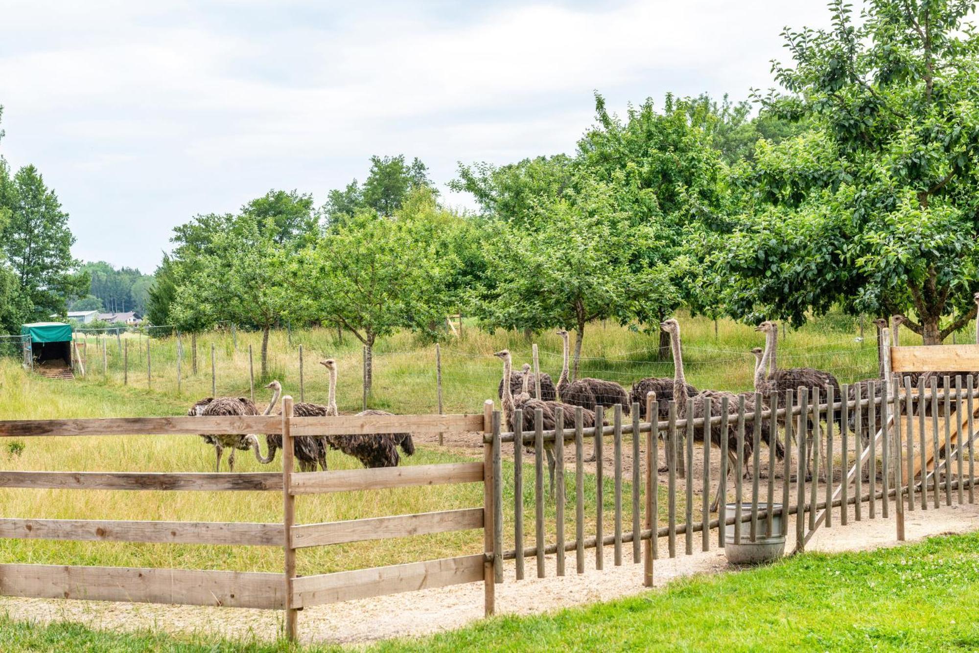 Beutenmuehle Straussenfarm Dach Owingen Esterno foto