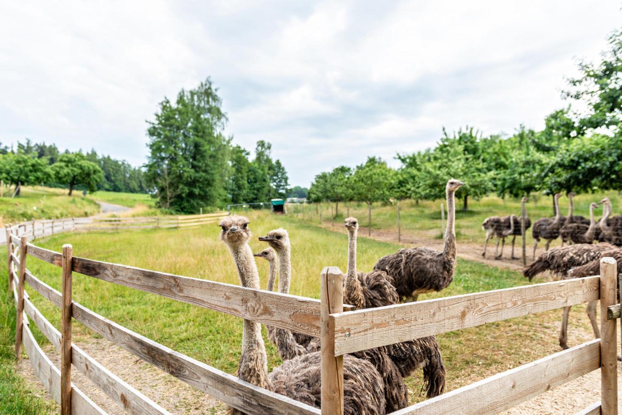 Beutenmuehle Straussenfarm Dach Owingen Esterno foto
